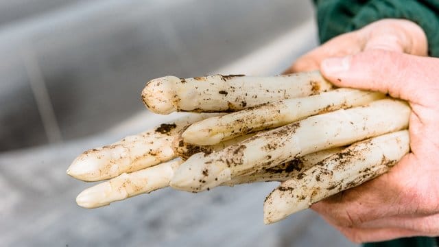 Frischen Spargel erkennen Verbraucher an dem Biegetest: Bricht die Stange, ist sie frisch.