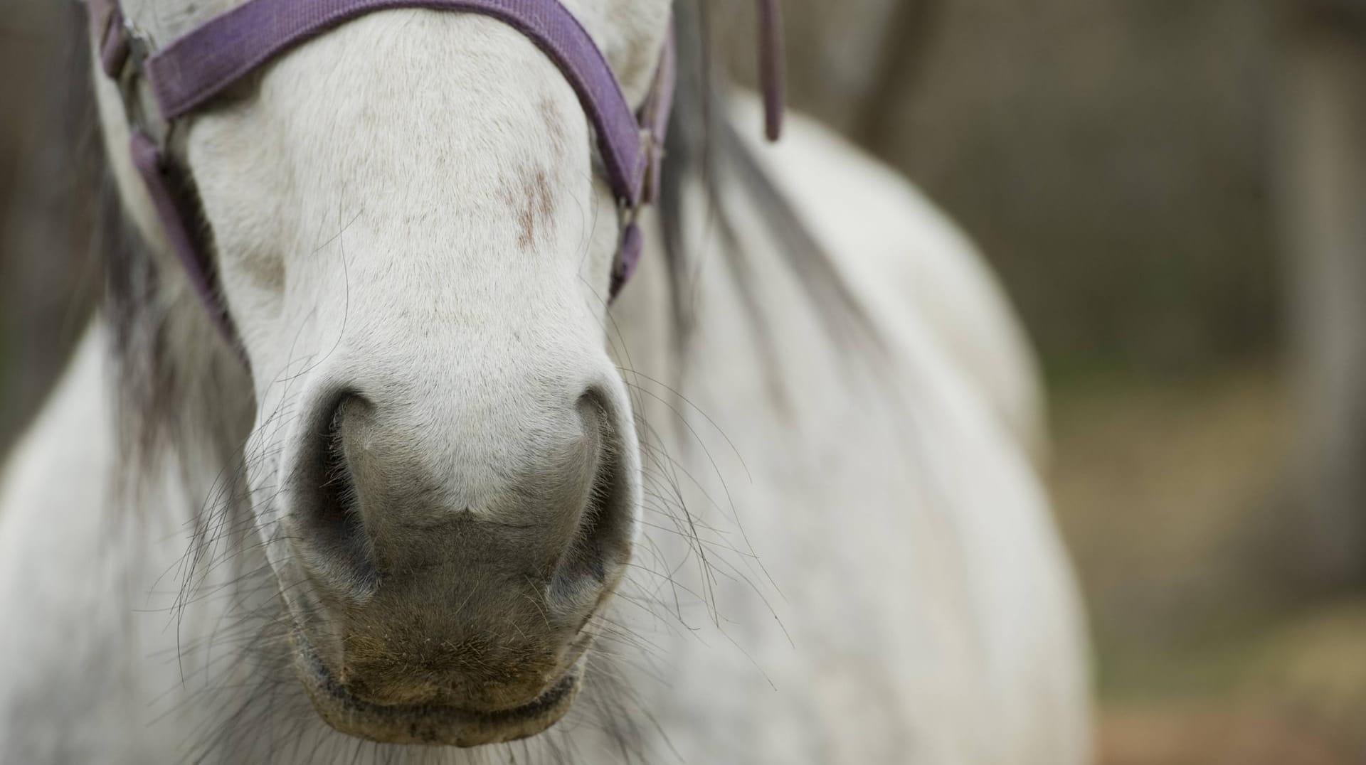 Ein Pferd: In NRW hat ein Kutscher auf das Tier eingeschlagen. (Symbolbild)