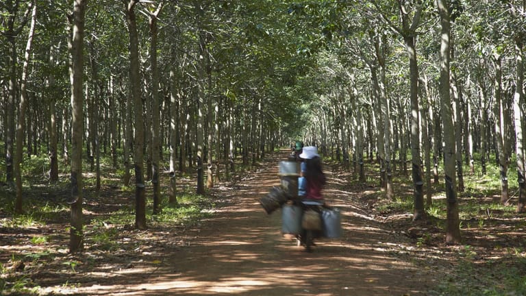 Ein Wald in Kampong Cham: Zwei Bauern sollen zwei Menschen enthauptet haben. (Symbolbild)