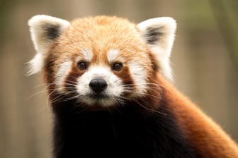 Roter Panda schaut direkt in die Kamera.