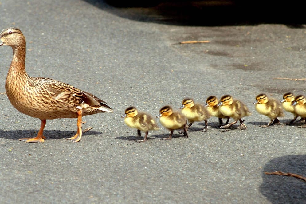 Eine Entenfamilie: Die Tiere liefen über eine Bundesstraße als sich Autos näherten. (Symbolbild)