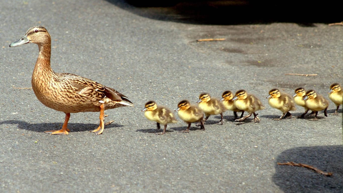 Eine Entenfamilie: Die Tiere liefen über eine Bundesstraße als sich Autos näherten. (Symbolbild)