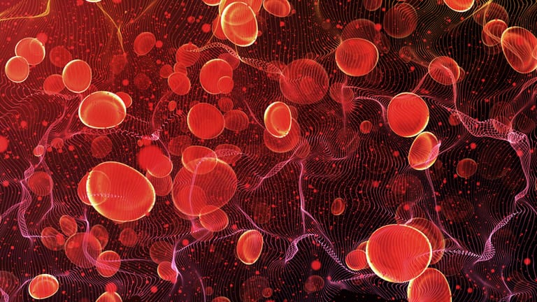 Darstellung roter Blutkörperchen in einer Arterie: Der Körper kann nur einen gewisse Menge an Blutverlust ausgleichen.