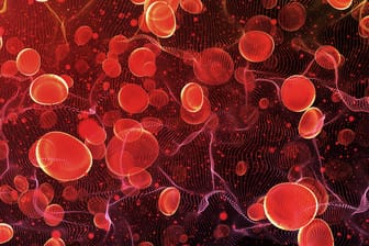 Darstellung roter Blutkörperchen in einer Arterie: Der Körper kann nur einen gewisse Menge an Blutverlust ausgleichen.