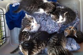 Sieben Katzenbabys: Die Jungtiere wurden einem Tierheim übergeben.