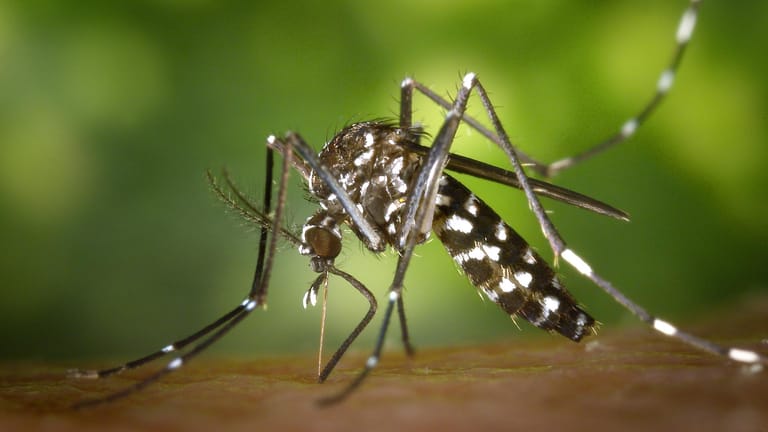 Eine weibliche Asiatische Tigermücke: Mücken und Zecken erschließen neue Lebensräume in Europa.