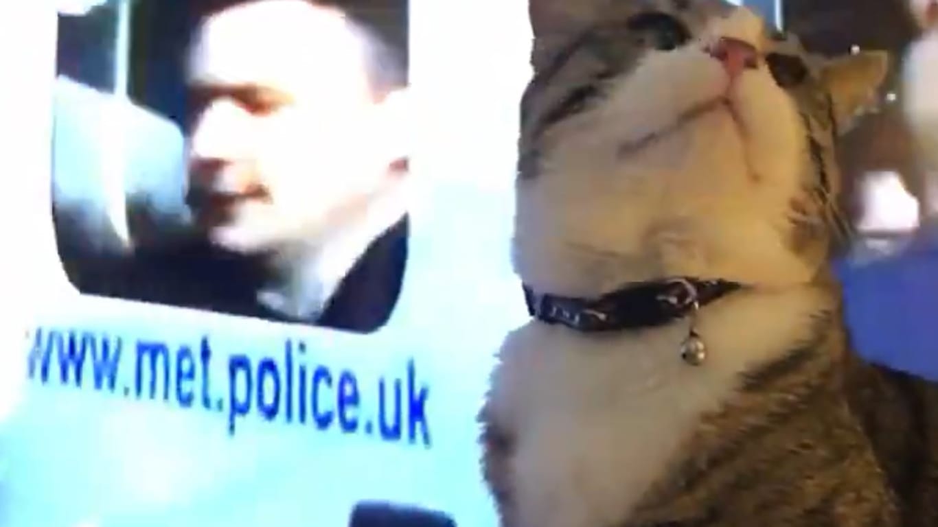 Julian Assanges Katze im Twitter-Video von Wikileaks: Dem Tier geht es den Angaben zufolge gut.