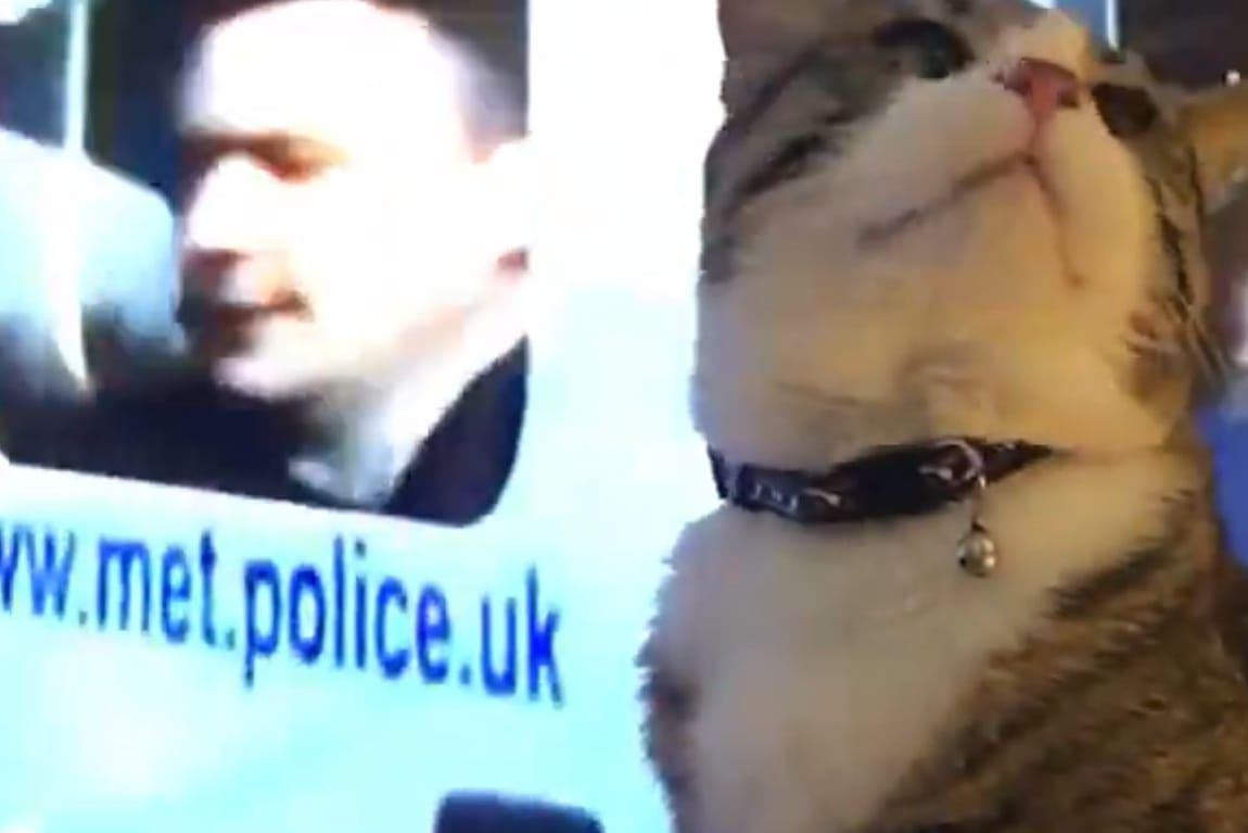 Julian Assanges Katze im Twitter-Video von Wikileaks: Dem Tier geht es den Angaben zufolge gut.