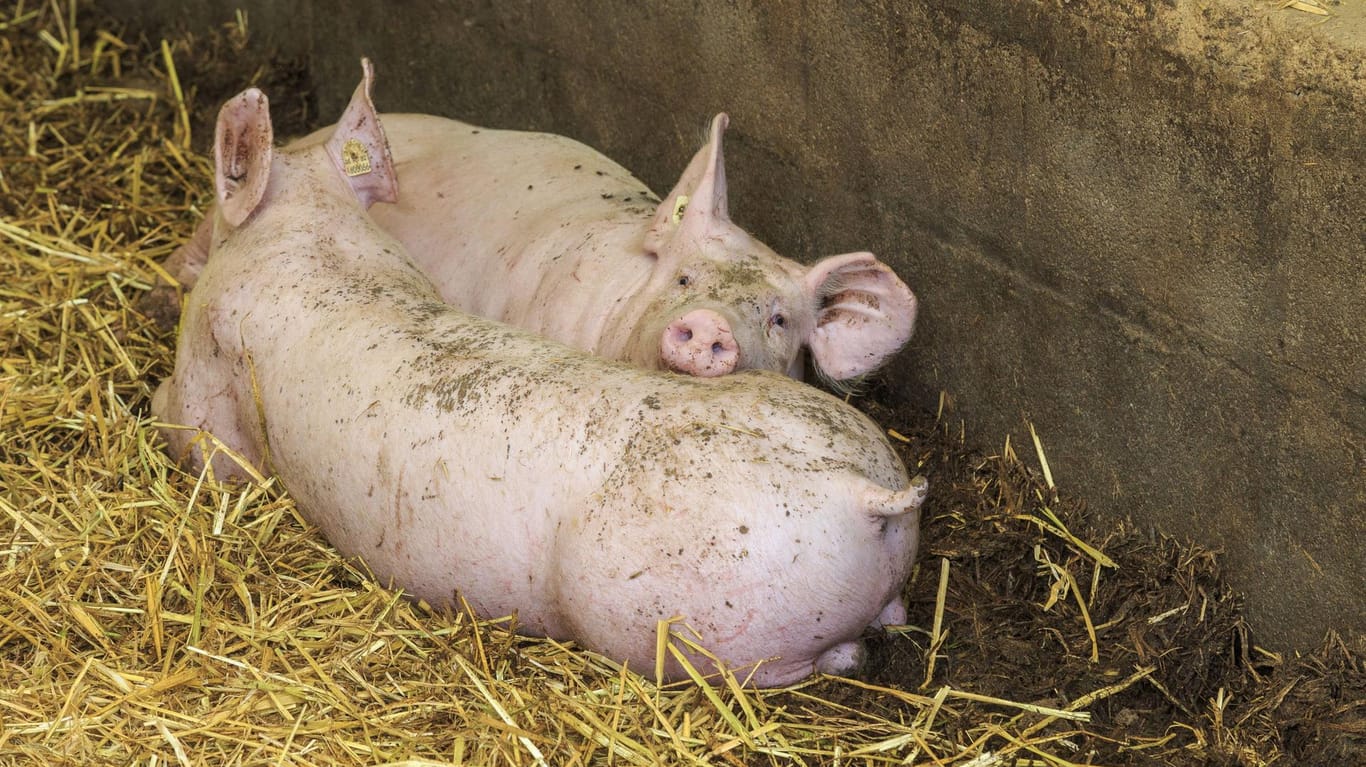 Auf dem Hof eines Landwirts in Österreich sind 70 bis 80 mumifizierte Schweine entdeckt worden. (Symbolbild)