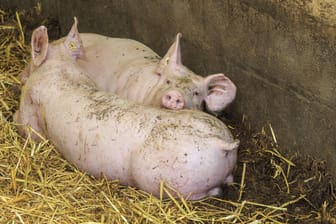 Auf dem Hof eines Landwirts in Österreich sind 70 bis 80 mumifizierte Schweine entdeckt worden. (Symbolbild)