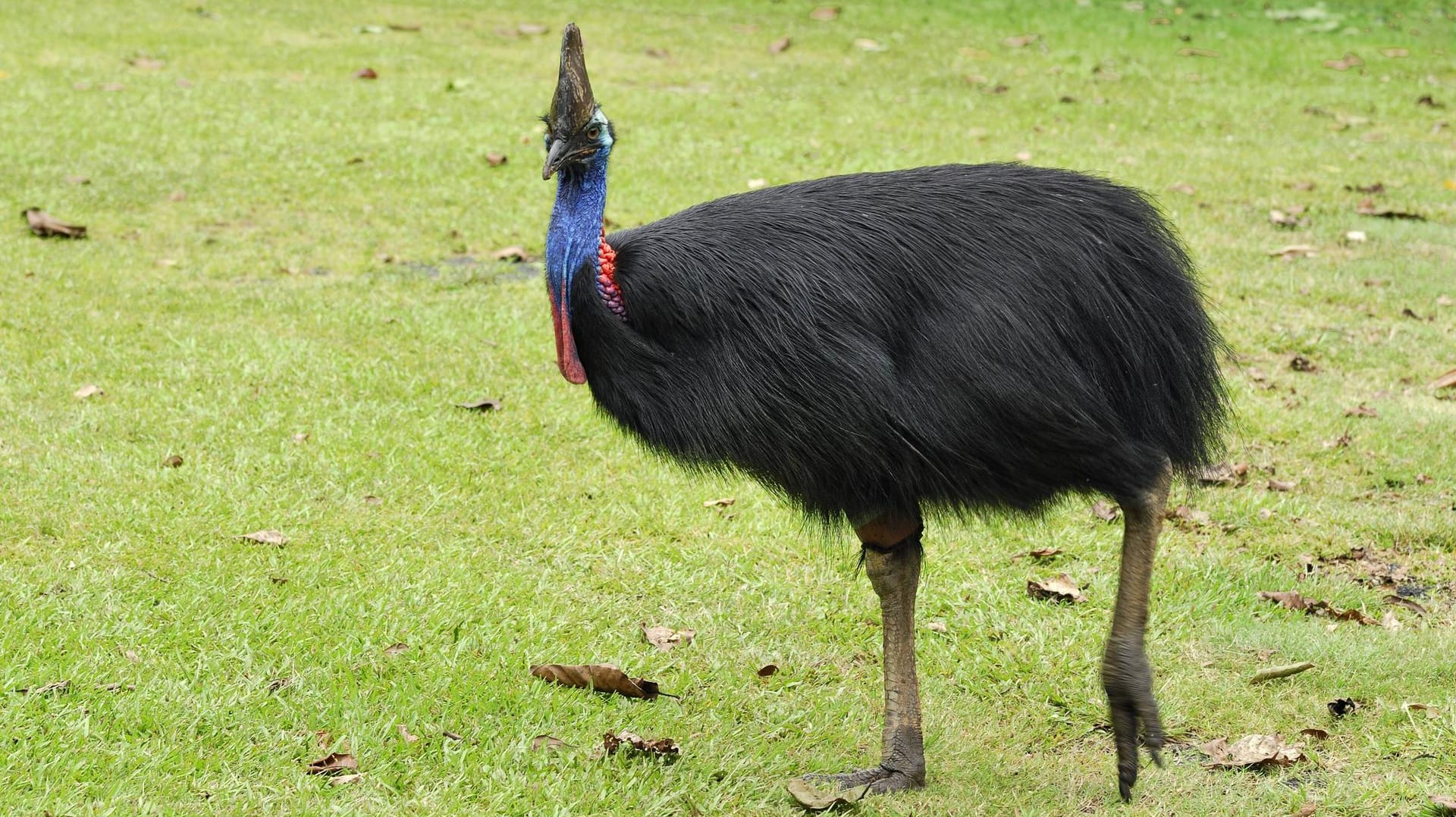 Ein Vogelzüchter ist auf seiner Farm im US-Staat Florida von einem Kasuar angegriffen und tödlich verletzt worden. (Symbolbild)