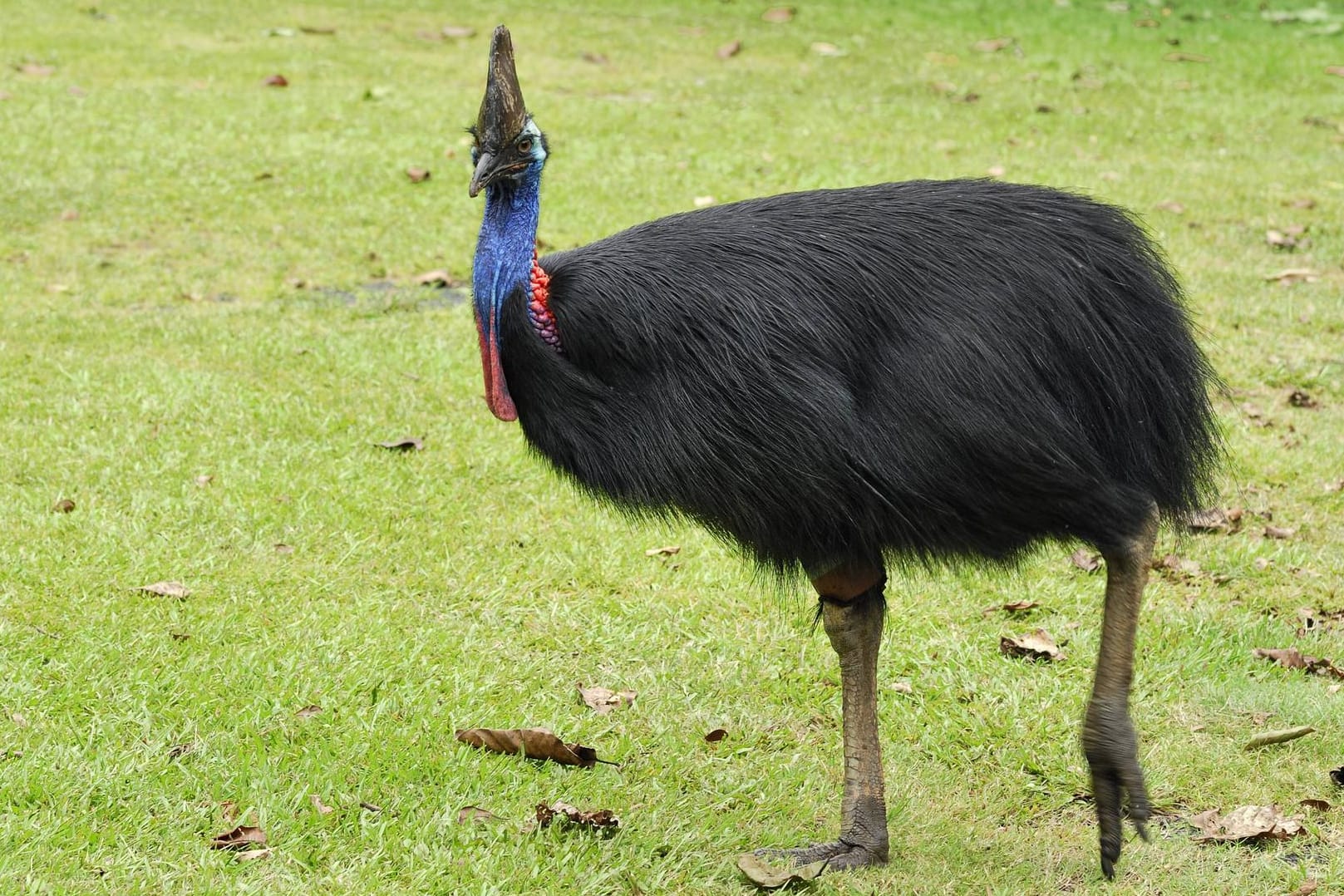 Ein Vogelzüchter ist auf seiner Farm im US-Staat Florida von einem Kasuar angegriffen und tödlich verletzt worden. (Symbolbild)