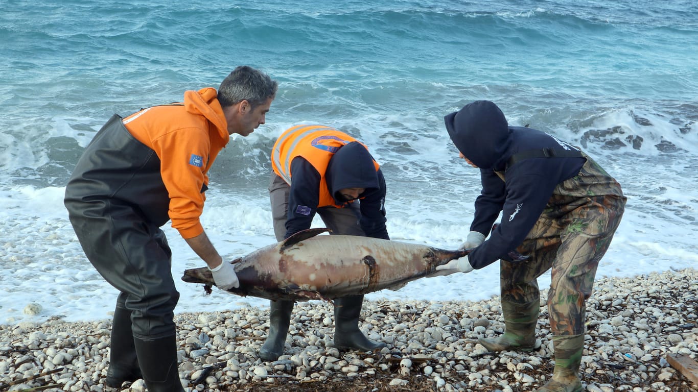 Griechenland, Insel Samos: Helfer untersuchen am Strand einen toten Delfin.(Archivbild)