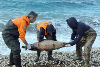 Griechenland, Insel Samos: Helfer untersuchen am Strand einen toten Delfin.(Archivbild)