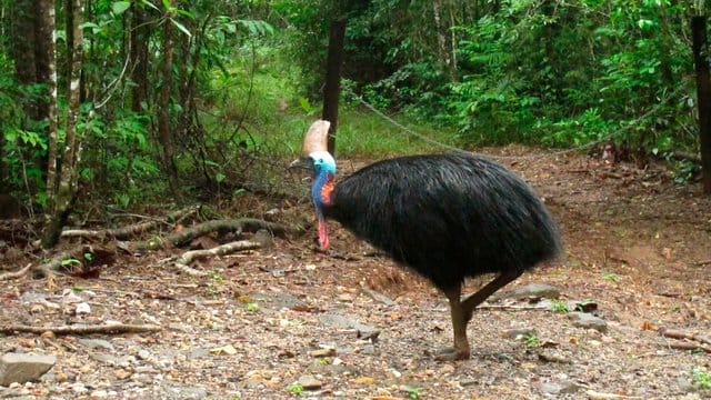 Kasuare können bis zu 1,70 Meter groß und 60 Kilogramm schwer werden.