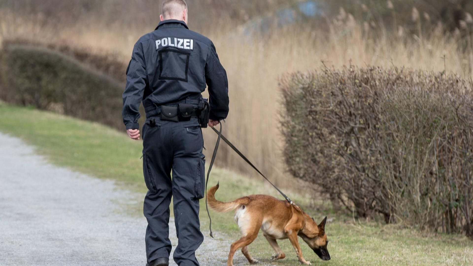 Polizist mit seinem Diensthund (Archivbild): Ein Spürhund der Polizei hat einen von zu Hause ausgerissenen Jungen in Saarbrücken wiedergefunden.