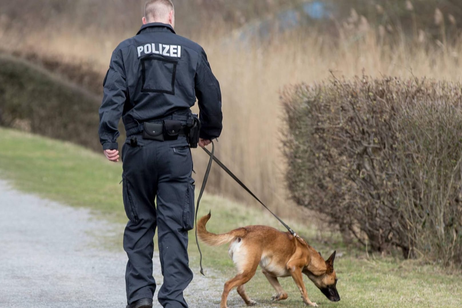 Polizist mit seinem Diensthund (Archivbild): Ein Spürhund der Polizei hat einen von zu Hause ausgerissenen Jungen in Saarbrücken wiedergefunden.