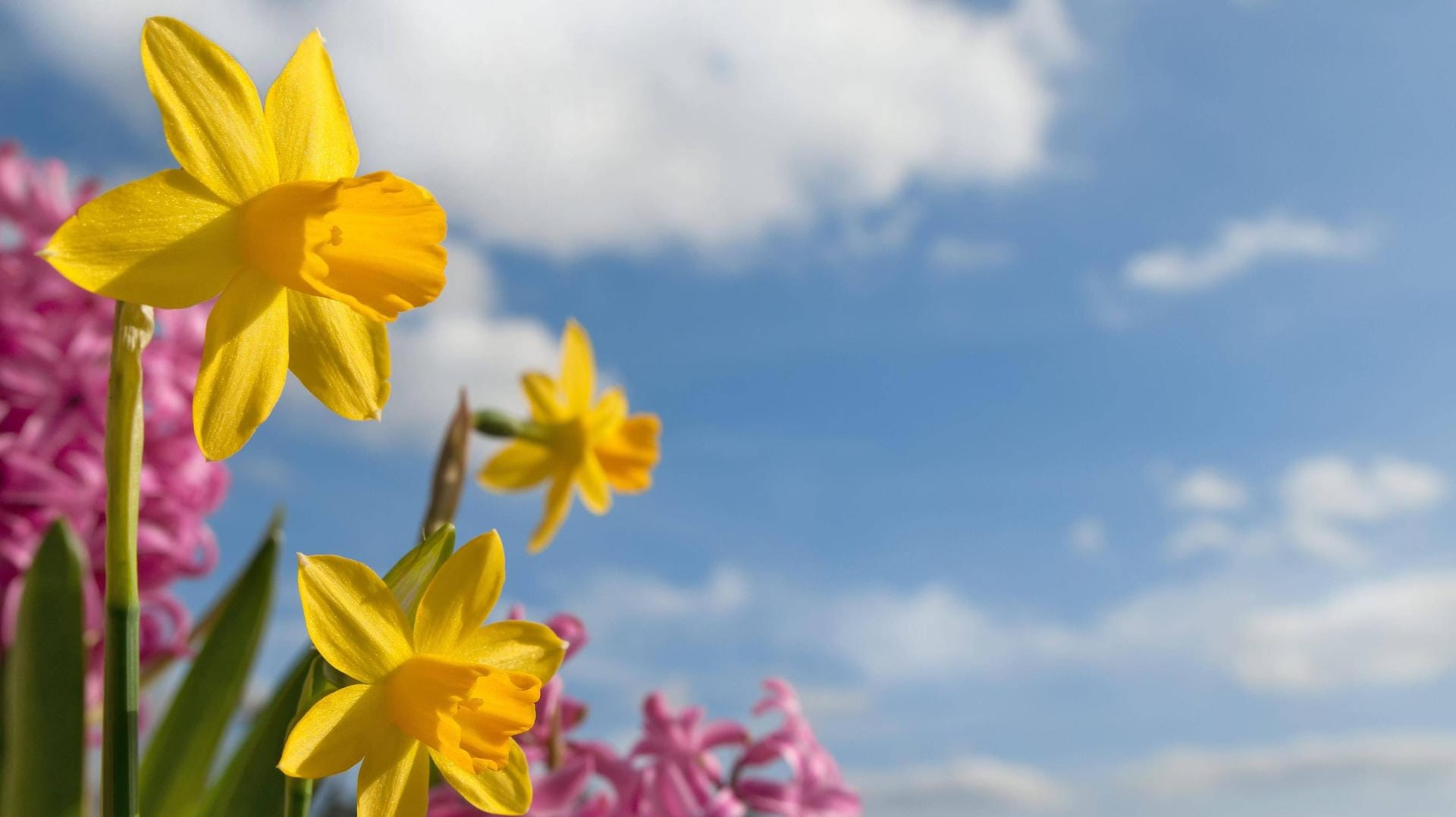 Sonne satt (Symbolbild): Pünktlich zum Osterfest wird sich das Wetter in Deutschland nach Expertenvorhersage warm und sonnig präsentieren.