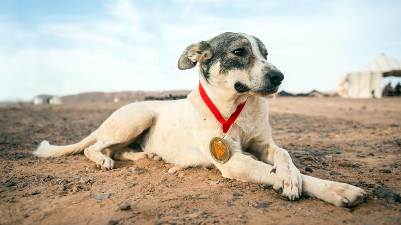 Die Organisatoren nannten ihn Cactus: Mehrere Tage lang begleitete dieser Hund die Läufer eines Ultra-Marathons durch die Sahara. Dafür erhielt er auch eine Medaille.