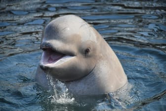 Ein Beluga-Wal.