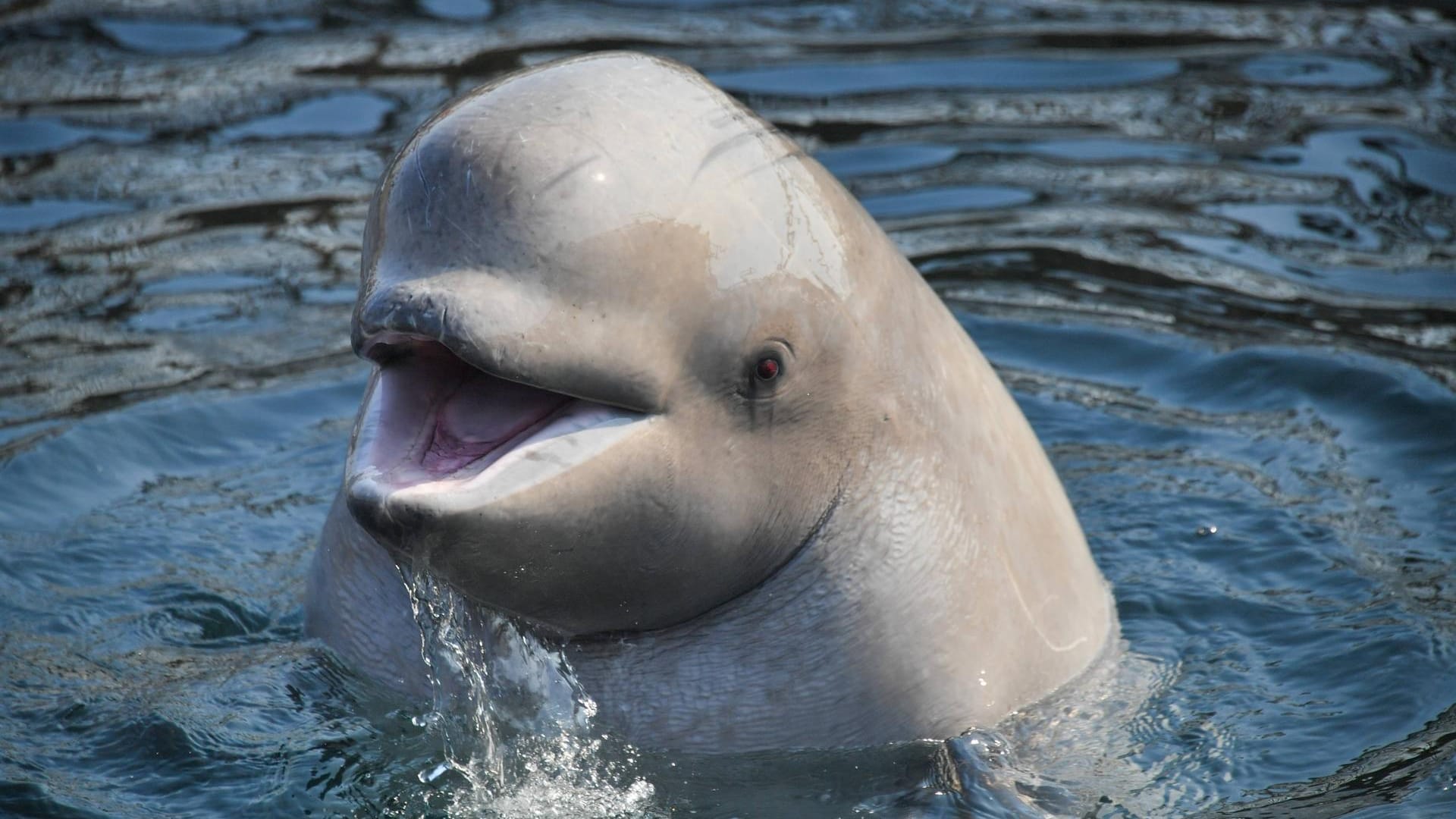 Ein Beluga-Wal.