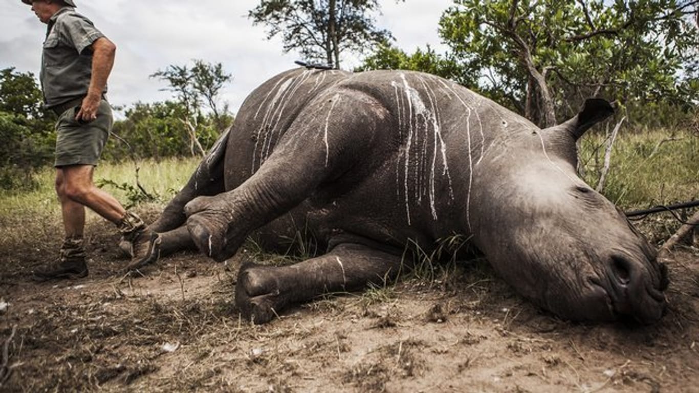 Getötetes Nashorn im Krüger National Park.