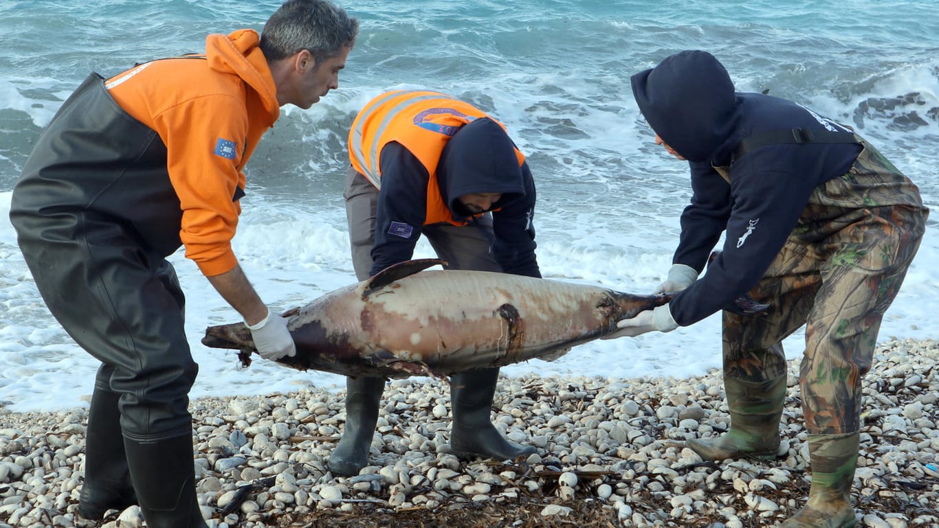 Helfer untersuchen einen toten Delfin: Warum sterben vermehrt Meeressäuger?