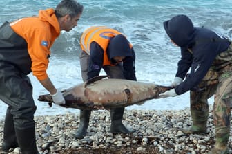 Helfer untersuchen einen toten Delfin: Warum sterben vermehrt Meeressäuger?