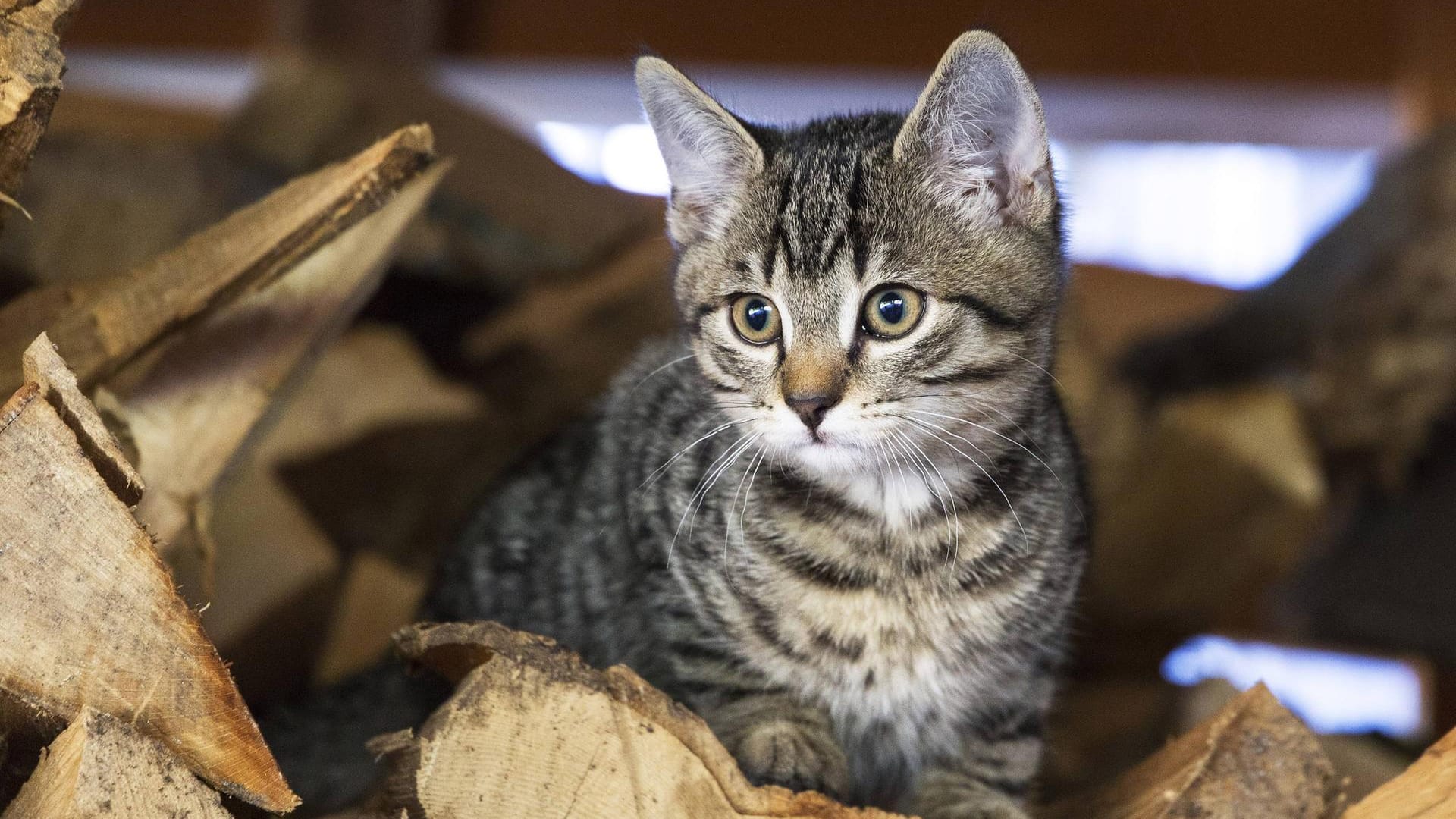 Katze: Ein Haustierbesitzer darf seine Katze behalten, obwohl der Vermieter vorher nicht informiert wurde.