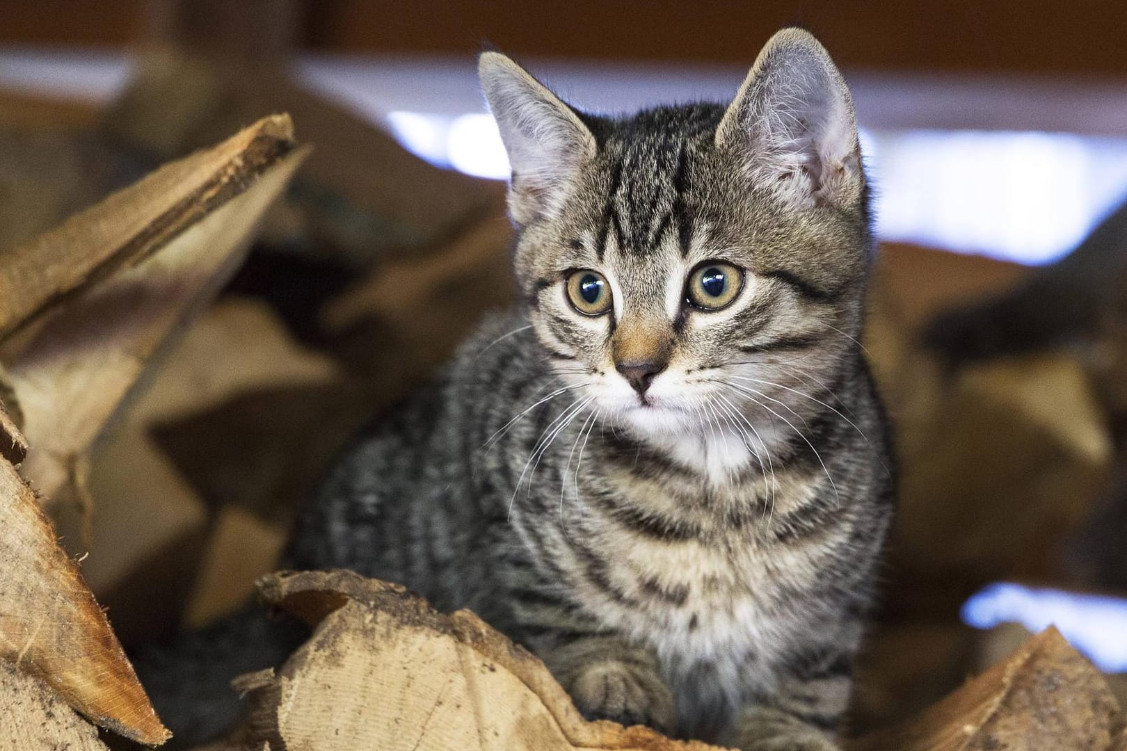 Katze: Ein Haustierbesitzer darf seine Katze behalten, obwohl der Vermieter vorher nicht informiert wurde.