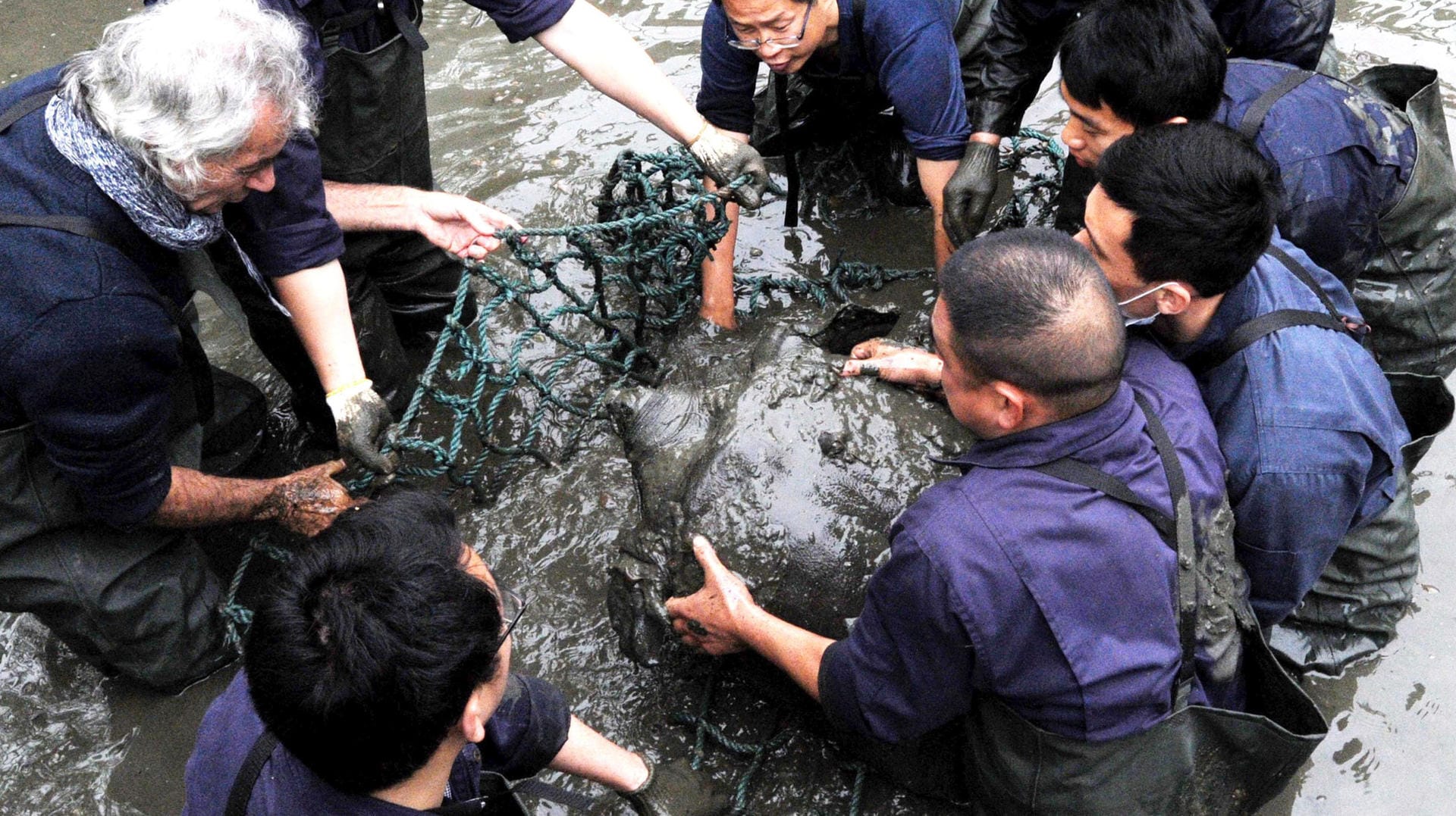 China, Suzhou: Forscher heben in einem Zoo eine weibliche Jangtse-Riesenweichschildkröte aus dem Wasser. Eine der seltensten Schildkrötenarten der Welt steht nach dem Tod ihres einzigen bekannten weiblichen Exemplars vor dem Aussterben.