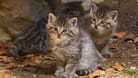 Europäische Wildkatzen: Junge Katzen werden oft für Nachwuchs von verwilderten Hauskatzen gehalten.