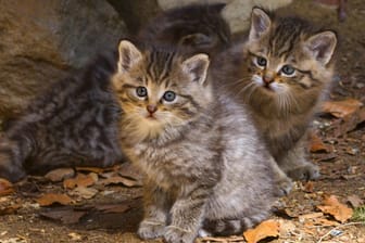 Europäische Wildkatzen: Junge Katzen werden oft für Nachwuchs von verwilderten Hauskatzen gehalten.