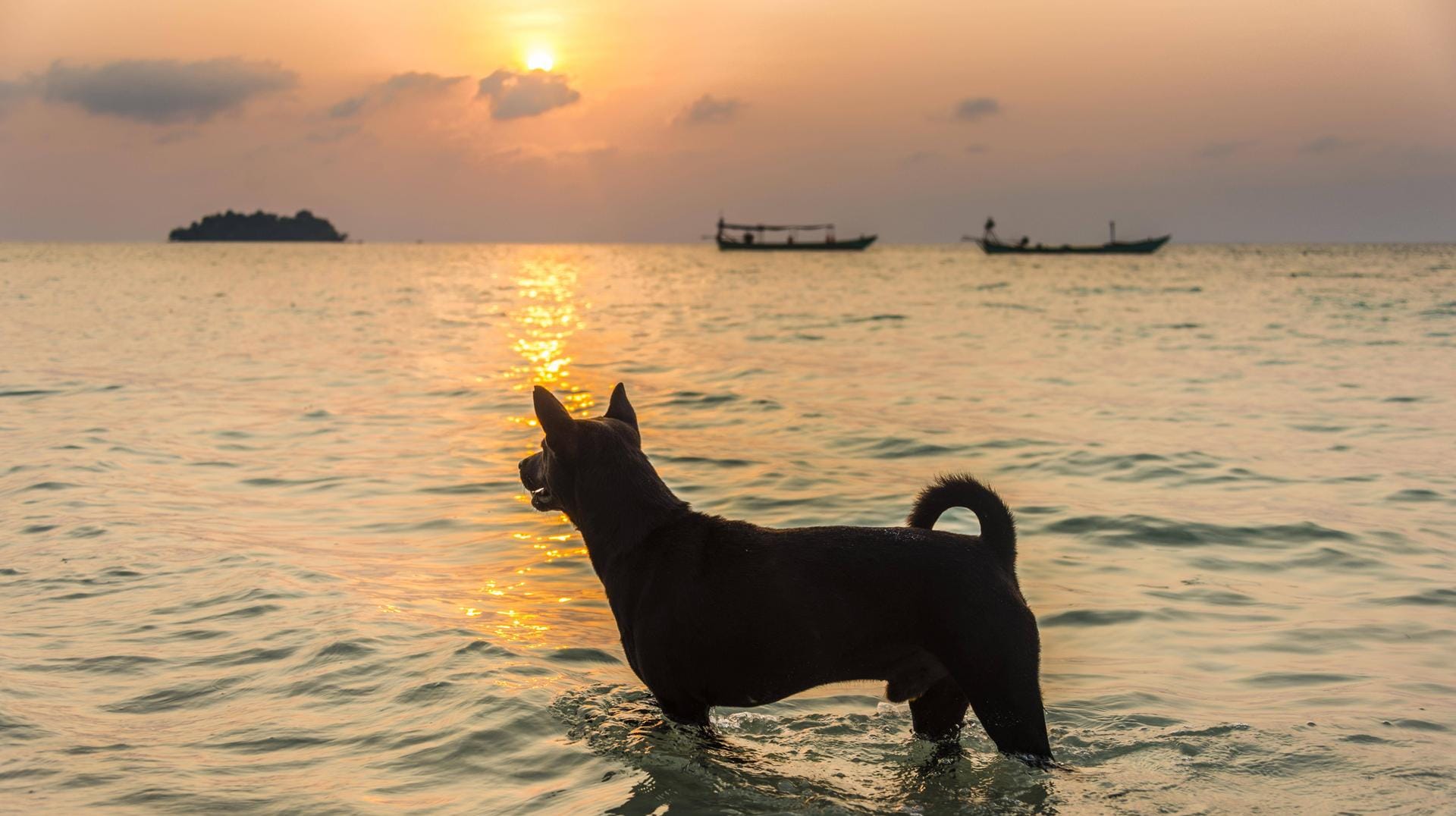 Ein Hund im Wasser: In vielen Badeseen ist das Hundeschwimmen erlaubt.