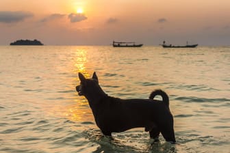 Ein Hund im Wasser: In vielen Badeseen ist das Hundeschwimmen erlaubt.