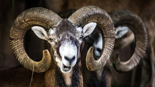 Mufflons stehen im Opel-Zoo wiederkäuend in ihrem Gehege. Mufflons stehen im Opel-Zoo wiederkäuend in ihrem Gehege.