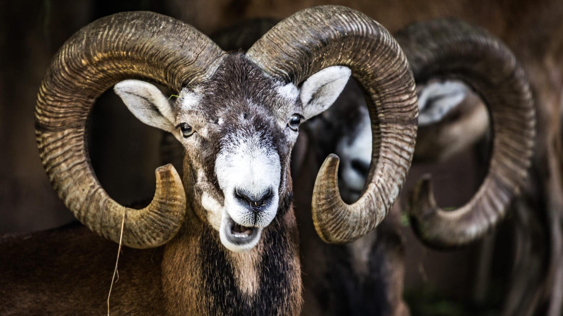 Mufflons stehen in einem Zoo in Hessen in ihrem Gehege