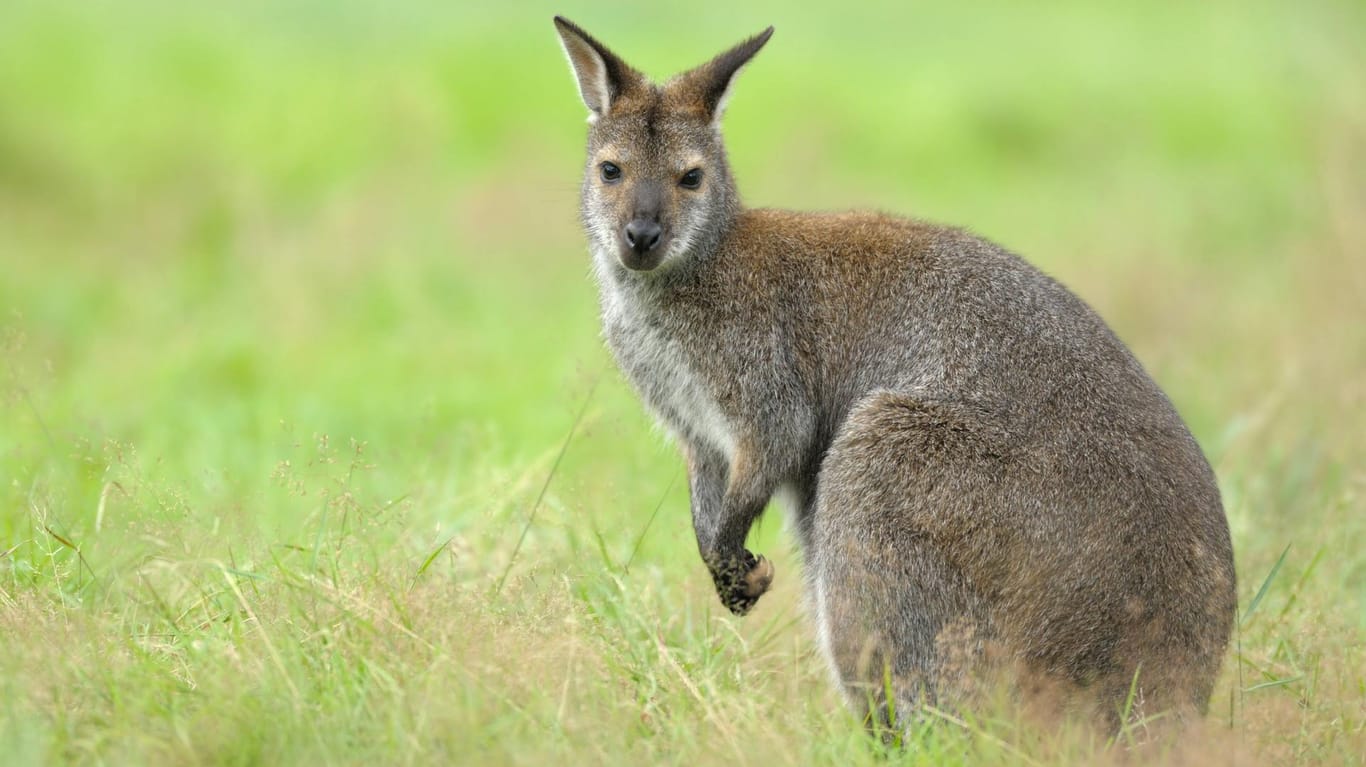 Ein Bennett-Känguru: Ein Autofahrer hatte gleich mehrere Tiere an Bord – er wurde von der Polizei angehalten. (Symbolbild)