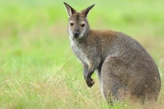 Ein Bennett-Känguru: Ein Autofahrer hatte gleich mehrere Tiere an Bord – er wurde von der Polizei angehalten. (Symbolbild)