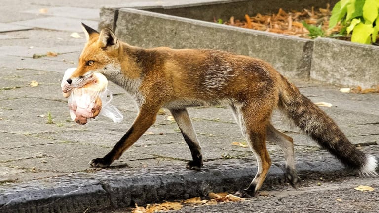 Fuchs mit Essensresten: In der Stadt haben Wildtiere ein leicht zugängliches, großes Nahrungsangebot.
