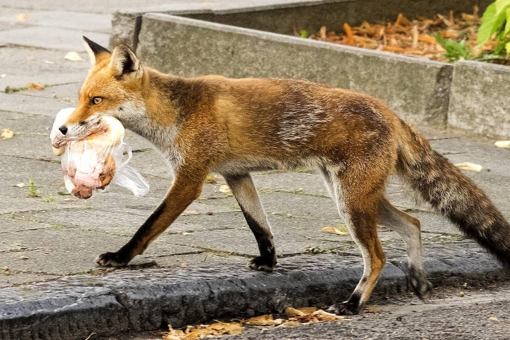 Fuchs mit Essensresten: In der Stadt haben Wildtiere ein leicht zugängliches, großes Nahrungsangebot.