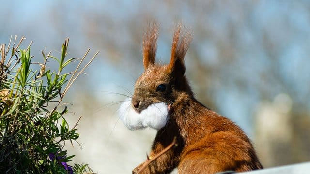 Das Eichhörnchen Fridolin mit Watte im Maul.