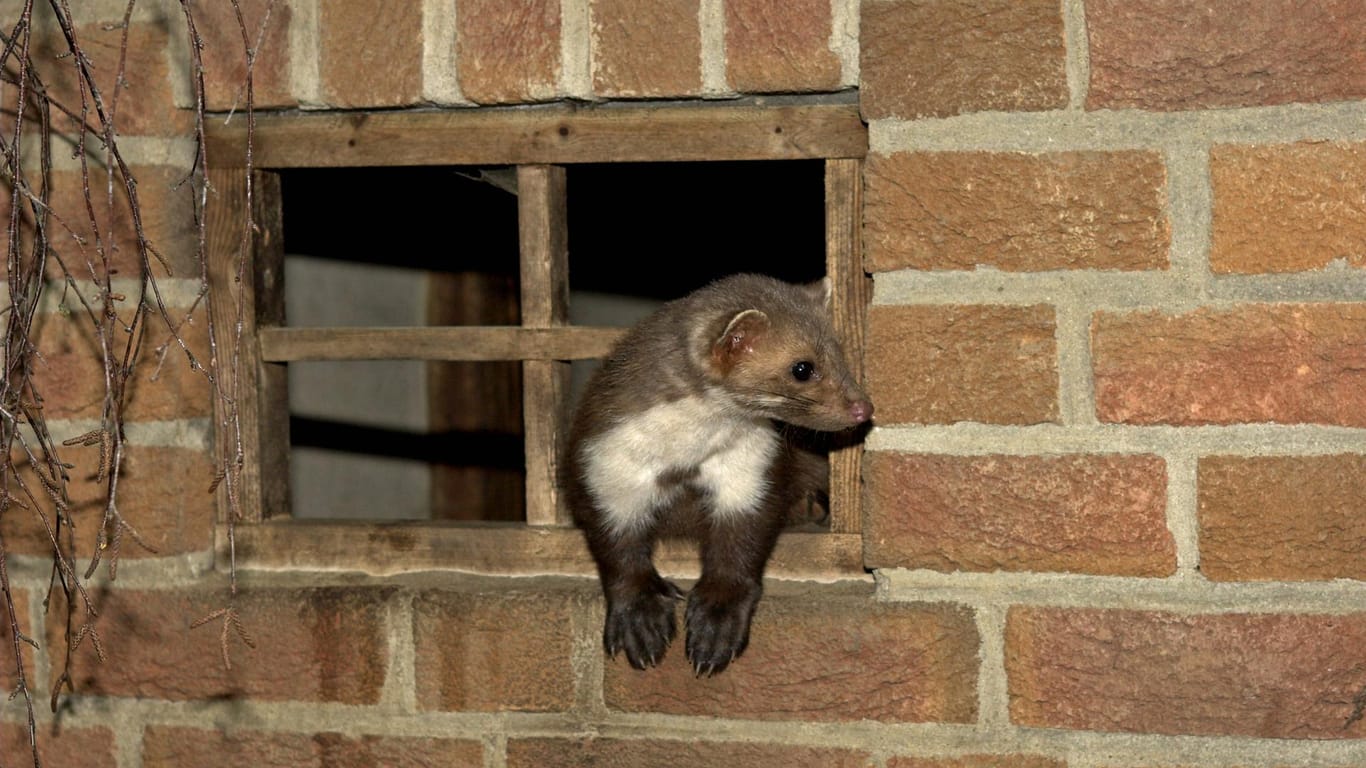 Steinmarder im Fenster: Um Wildtiere davon abzuhalten, sich beispielsweise auf dem Dachboden einzunisten, gibt es einfache Tricks.