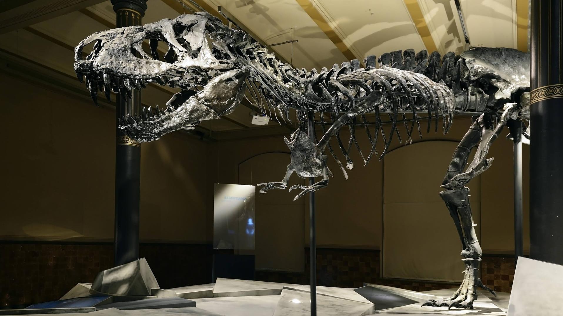 Ein Tyrannosaurus-Skelett im Museum: Auf Ebay will ein privater Sammler Dino-Knochen verkaufen. (Symbolbild) Ein Tyrannosaurus-Skelett im Museum: Auf Ebay will ein privater Sammler Dino-Knochen verkaufen. (Symbolbild)