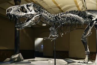 Ein Tyrannosaurus-Skelett im Museum: Auf Ebay will ein privater Sammler Dino-Knochen verkaufen. (Symbolbild)