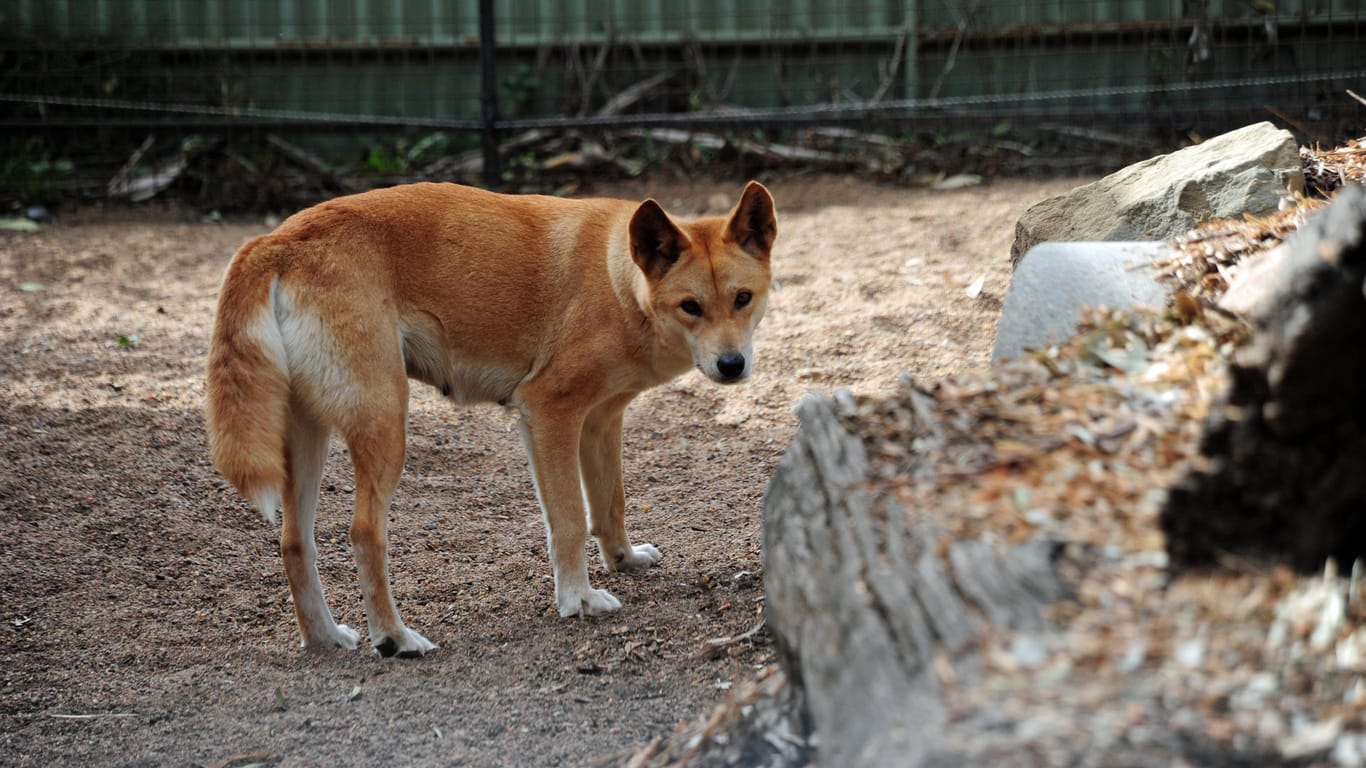 Ein australischer Dingo: Auf Fraser Island kommt es immer wieder zu gefährlichen Vorfällen mit den Wildhunden. (Symbolbild)