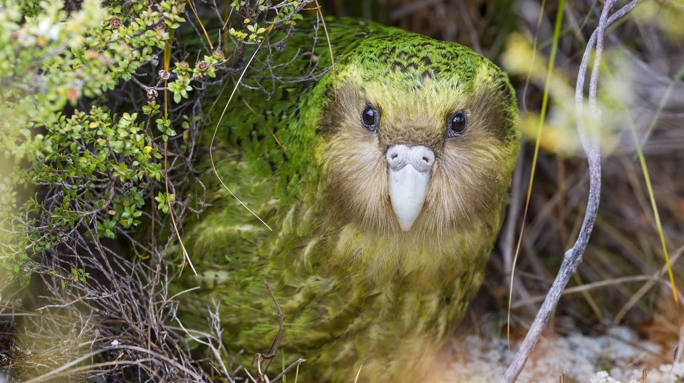 Ein Kakapo-Männchen: Die seltene Papageienart paart sich nur alle zwei bis vier Jahre. (Archivbild)