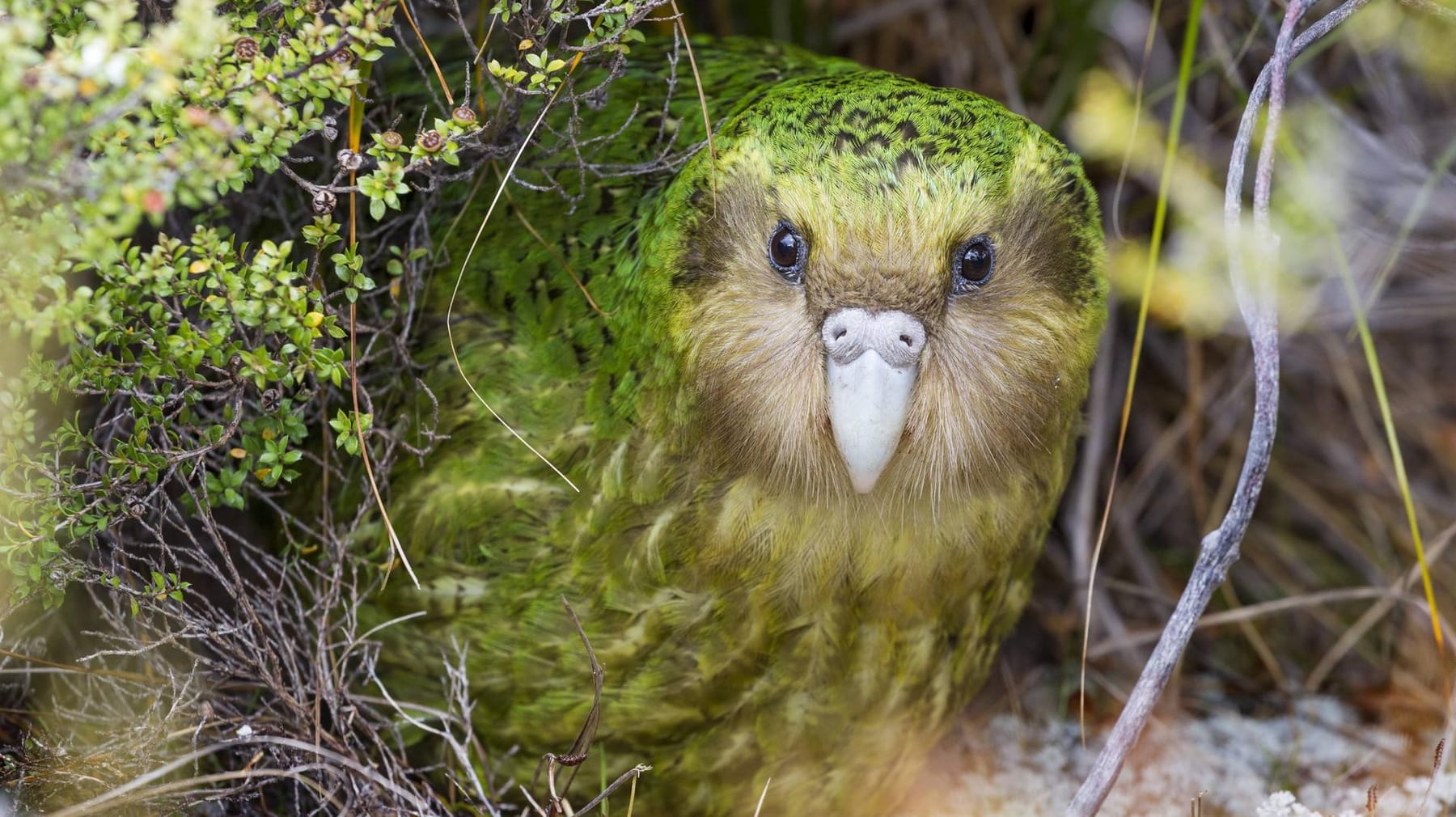 希少 The Parrots Die Papageien 鳥 コレクター 画集 全商品