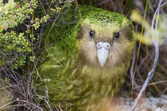 Ein Kakapo-Männchen: Die seltene Papageienart paart sich nur alle zwei bis vier Jahre. (Archivbild)