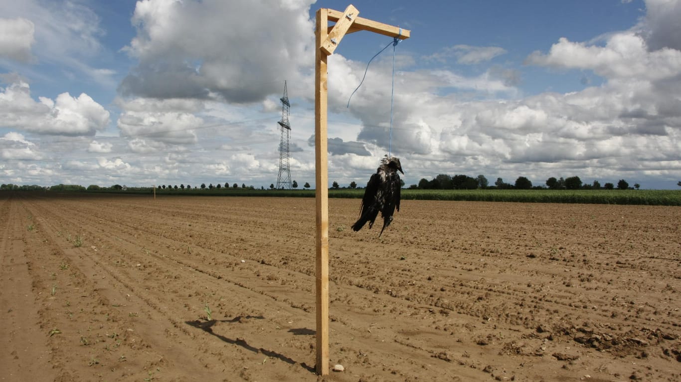 Eine an einem Galgen aufgehängte tote Krähe auf einem Feld: Der Kadaver soll andere Krähen von dem Feld fernhalten. (Archivbild)